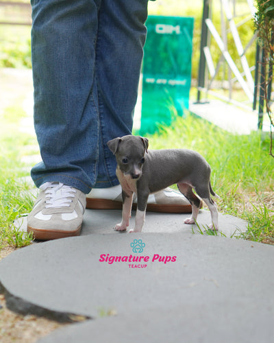 Female Italian Greyhound- Ivy